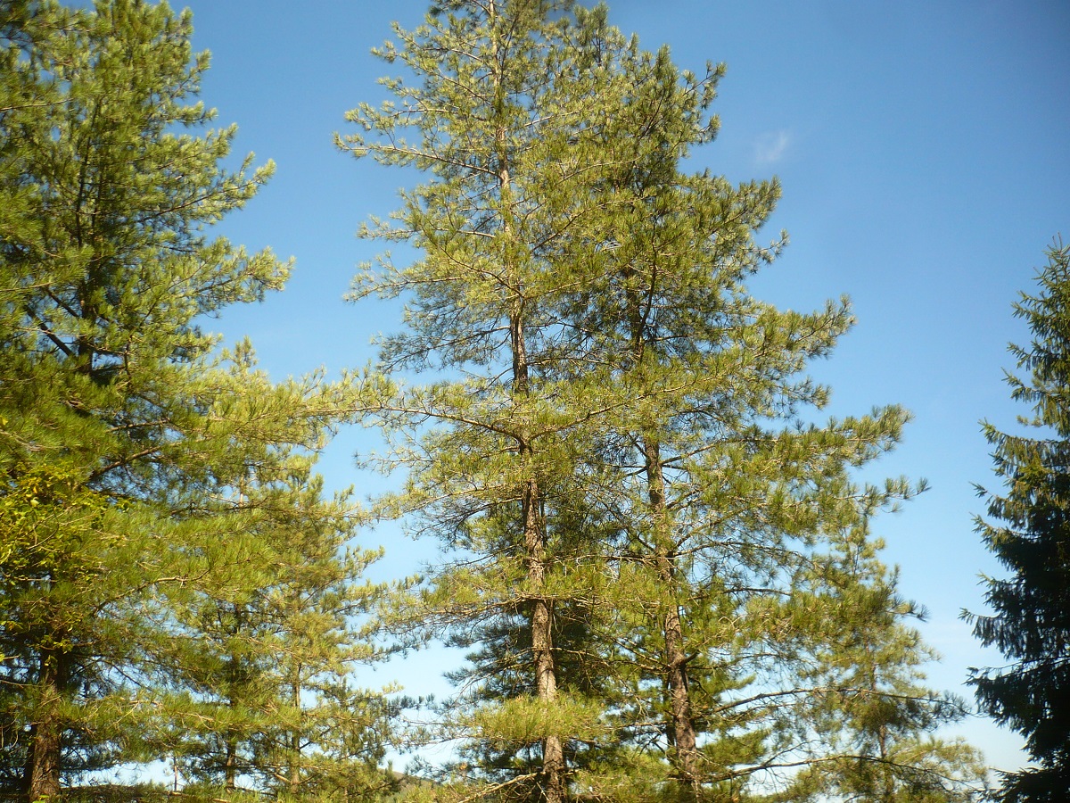 Pinus nigra subsp. salzmannii (Pinaceae)